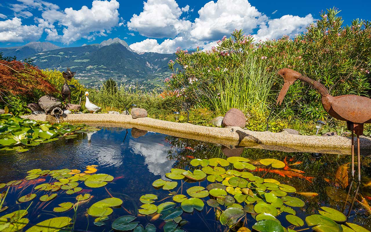 Pond with lily pads in the foreground and mountain landscape of Meran in the background