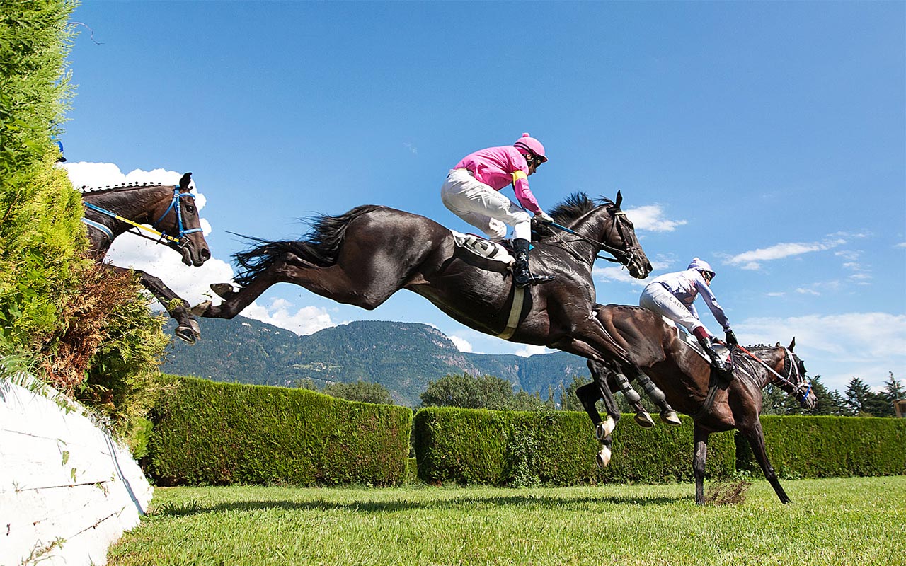 Race horses at the hippodrome of Merano (South Tyrol)