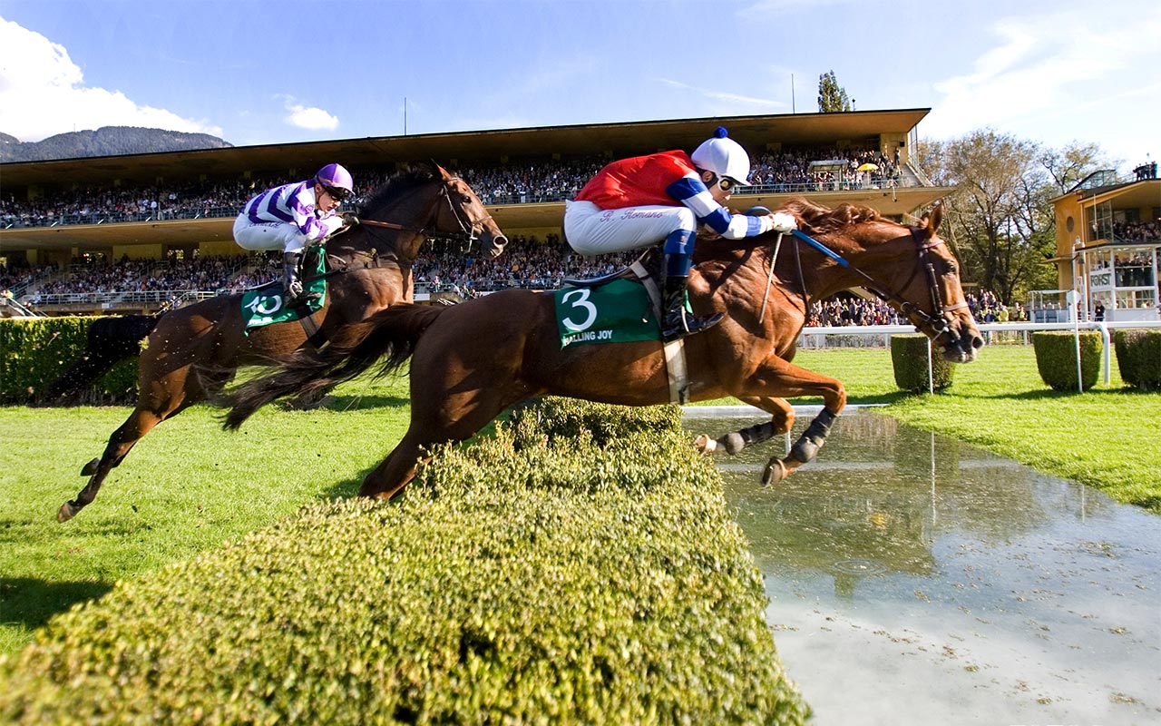 Race horses in Merano