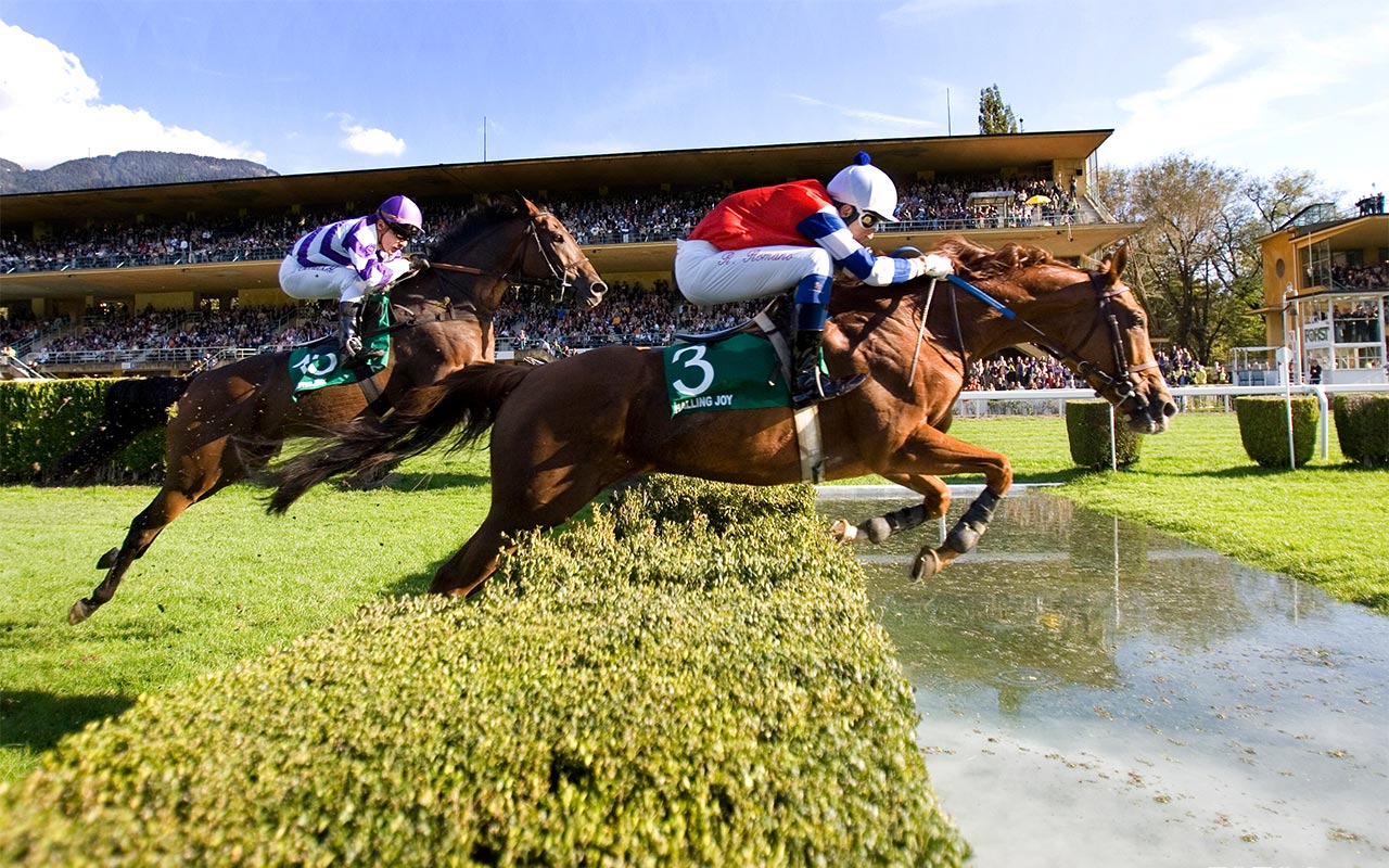 Race horses in Merano