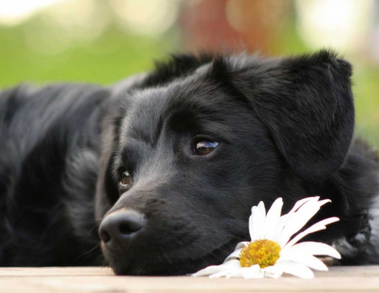 URLAUB MIT HUND: ab 4 Nächten
